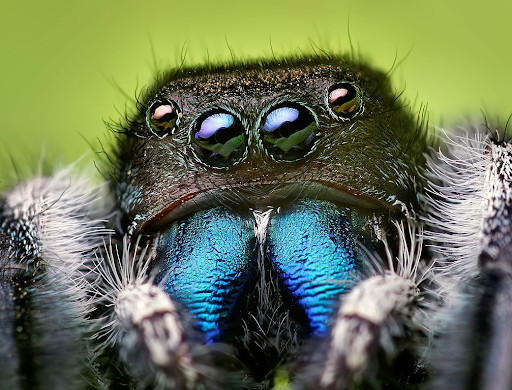 Close up photo of Phidippus spider