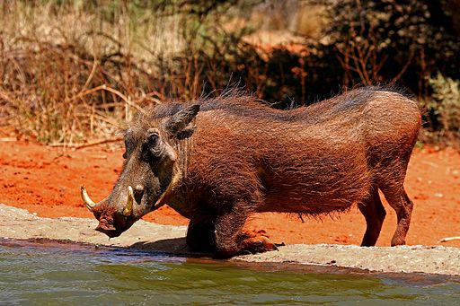 Warthog at watering hole