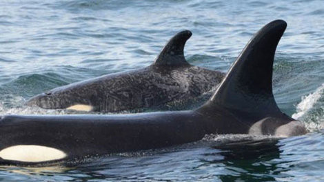 Photo of Orcas by Everett Robotman