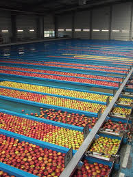 Sorted apples at a distribution center