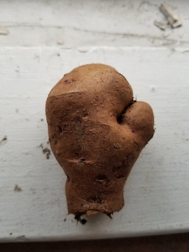 A potato that looks like a boxing glove.
